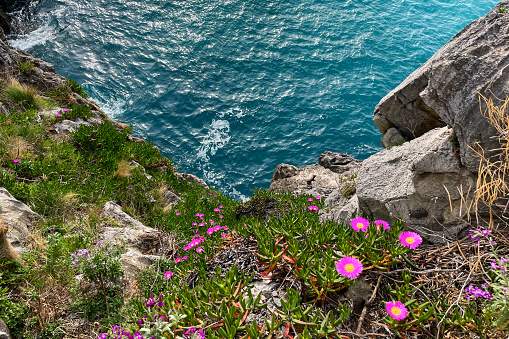 Spring flowers on the rocks by the sea