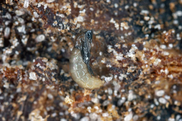Dark-winged fungus gnat pupa (Sciaridae) and mites (various stages of development including many eggs) in potting soil. Dark-winged fungus gnat pupa (Sciaridae) and mites (various stages of development including many eggs) in potting soil. sciaridae stock pictures, royalty-free photos & images