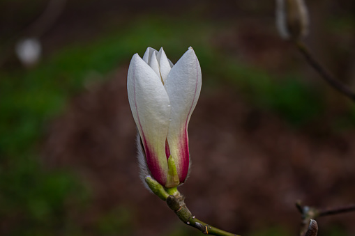 magnolia flower in spring, note shallow depth of field