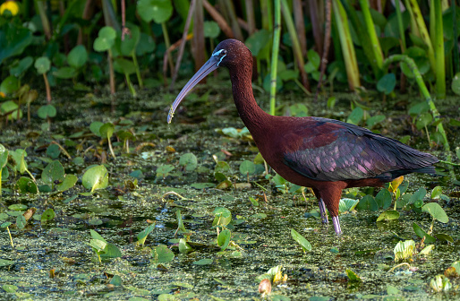 Glossy Ibis in the natural surroundings of Orlando Wetlands Park in central Florida.  The park is a large marsh area which is home to numerous birds, mammals, and reptiles.