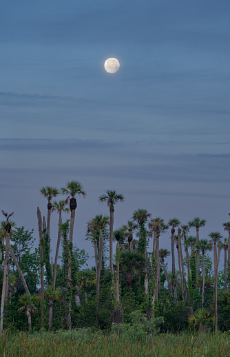 The moon during a vibrant sunrise in the beautiful natural surroundings of Orlando Wetlands Park in central Florida.  The park is a large marsh area which is home to numerous birds, mammals, and reptiles.