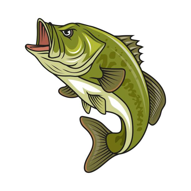 ilustraciones, imágenes clip art, dibujos animados e iconos de stock de pez lubina. ilustración vectorial de pez perca de boca grande - black bass illustrations