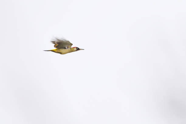 European green woodpecker in flight (Picus viridis)