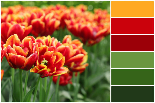 istock Color palette and many beautiful tulips growing outdoors. Collage 1481247203