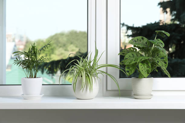 istock Different potted houseplants on white window sill 1481247265