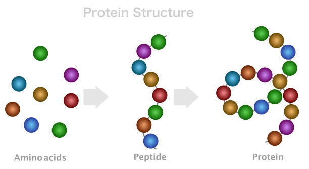 タンパク質構造、アミノ酸、ペプチド鎖、ポリペプチド。dna形成、タンパク質化合物の消化。一次、二次結合。コントラスト色、イラストベクター画像 - peptide点のイラスト素材／クリップアート素材／マンガ素材／アイコン素材
