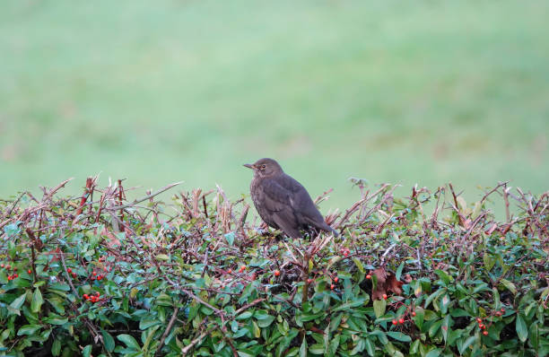 Blackbird in winter  searching for berry's  on a bush top
