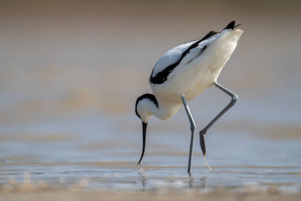 istock The pied avocet 1481250147