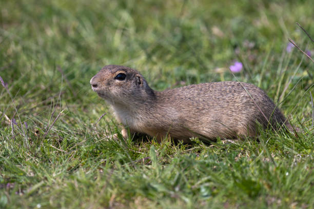 istock The European ground squirrel 1481250239