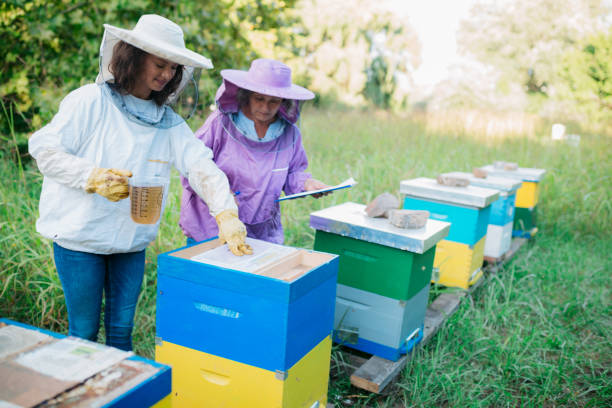 istock Two female beekeepers adding syrup in feeder at bee farm 1481250496