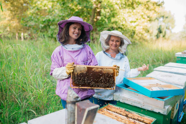 istock Two female beekeepers working at beehive 1481251724