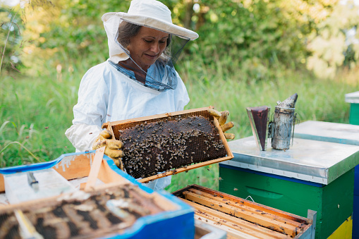 Female apiarist checking bees on honeycomb wooden frame while standing at beehive. Senior woman beekeeper in protective bee suit examining honeycomb frame while working at apiary.