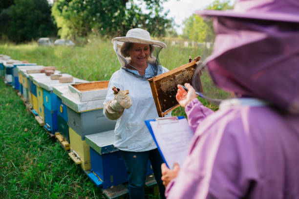 istock Two female beekeepers working together at bee farm 1481252577