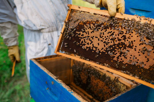 istock Beekeeper in protective suit inspecting honeycomb frame at apiary 1481252598