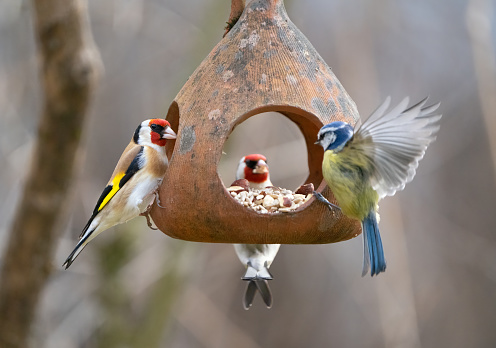 European goldfinch perching on a terracotta bird feeder feeding on sunflower seeds.