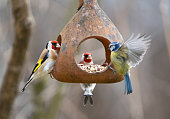 European goldfinch feeding, Oslo Norway