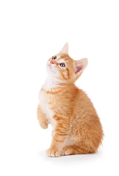 Curious orange kitten with large paws looking up on a white background.