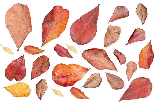 istock Multiple autumn leaves isolated on white background 1481254406