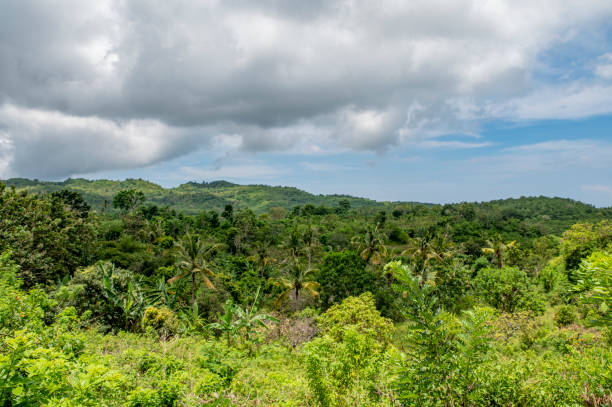 istock Rain forest valley with green greens and dark clouds 1481254455