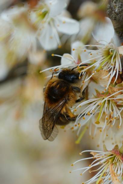 istock Vertical closeup on a female Early cellophane bee, Colletes cunicularius drinking nectar 1481254796