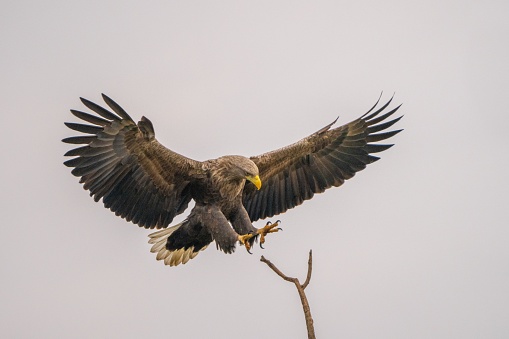 A majestic golden eagle soaring through the sky in search of its next perch