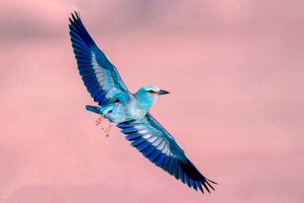 istock Majestic roller bird soaring through a sky with soft pink hues 1481254909