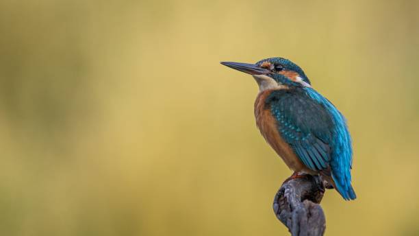 istock Selective focus shot of a tropical kingfisher bird perched on a tree branch 1481254914