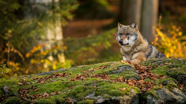 istock Majestic wolf resting in a lush forest on a vibrant moss-covered area 1481254975