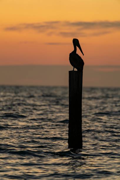 istock Pelican perched on a wooden post by the sea at sunset 1481255011