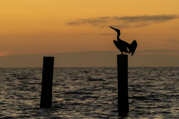 istock Pelican perched on a wooden post by the sea at sunset 1481255012