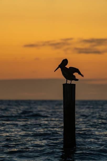 istock Pelican perched on a wooden post by the sea at sunset 1481255014