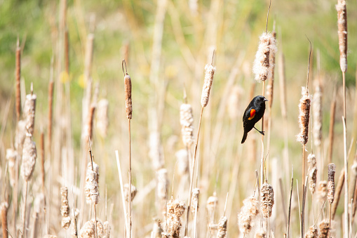 A colorful, red-winged blackbird perches on a cattail in a marshy field