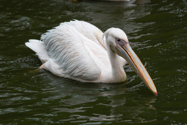istock A pelican (pelecanus) swims in a lake for feeding 1481257501