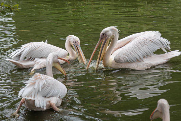 istock Three pelicans (pelecanus) with opened beaks for feeding swim together in a lake 1481257508