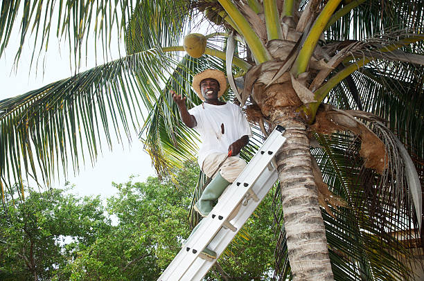 Homem de Coco - fotografia de stock