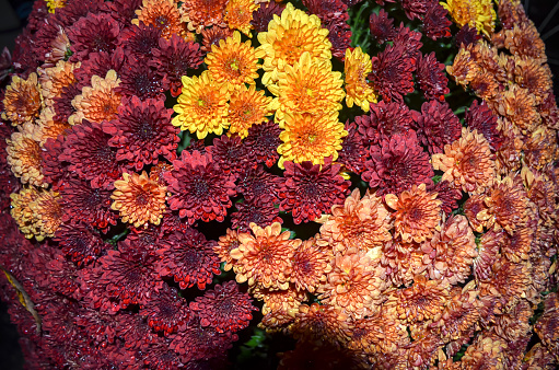 Garden Mum, Chrysanthemum