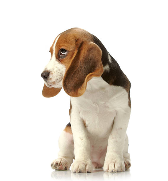 istock Small cute beagle puppy looking up with sad eyes on white 148126180