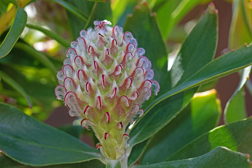 Grevillea  plants, are native to Australia, New Guinea and also New Caledonia.
