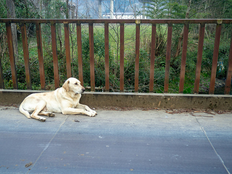 Dog in the city. Homeless animal on the road. Animal loneliness. The dog is waiting for the owner. Country life.