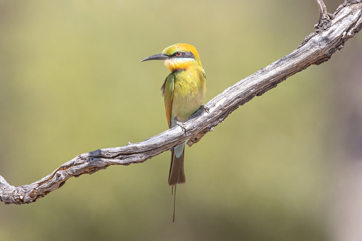 Rainbow Bee-eater\nMerops ornatus\nSydney, New South Wales, Australia