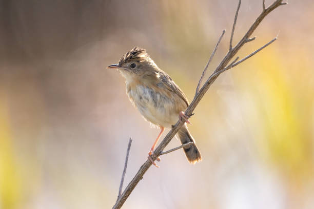 istock Golden-headed Cisticola, Australia 1481265929