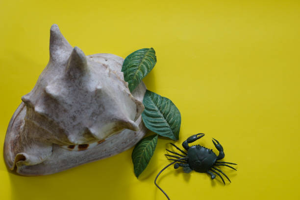 Seashell on white