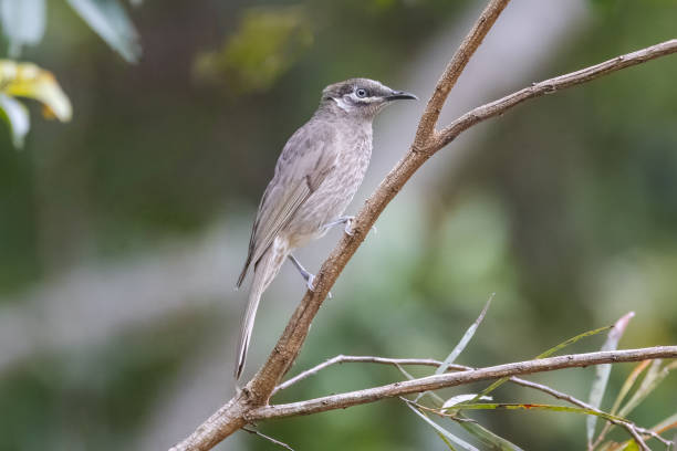 Eungella Honeyeater\nBolemoreus hindwoodi\nEungella, Queensland, Australia