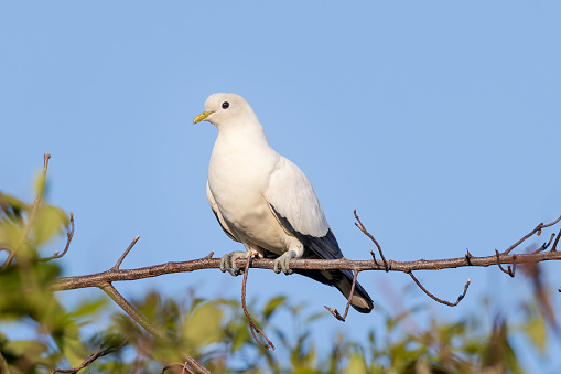 Torresian Imperial-Pigeon\nDucula spilorrhoa\nCairns, Queensland, Australia