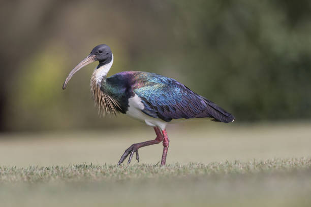 Straw-necked Ibis\nThreskiornis spinicollis\nBrisbane, Queensland, Australia
