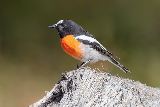 Eastern Scarlet Robin
Petroica boodang boodang
Sydney, New South Wales, Australia