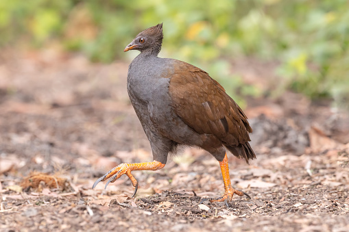 Southern Queensland Orange-Footed Megapode (aka Orange-footed Scrubfowl)\nMegapodius reinwardt castanonotus\nCairns, Queensland, Australia