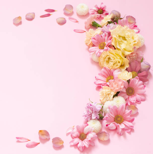 istock beautiful flowers on pink background 1481267970