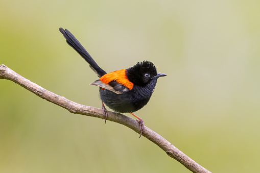 Eastern Red-backed Fairy-wren
Malurus melanocephalus melanocephalus
Brisbane, Queensland, Australia