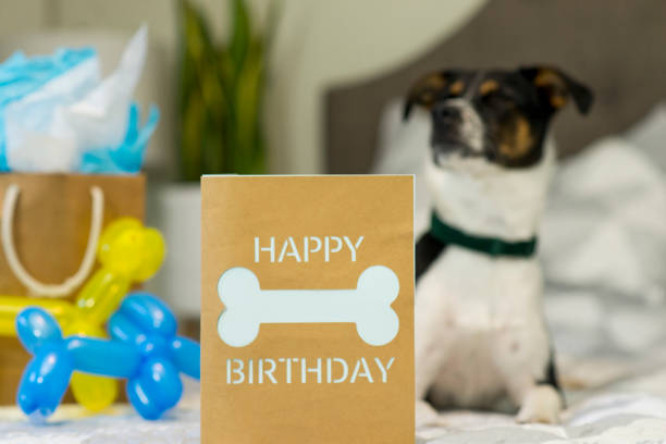 istock Celebrating the Birthday Dog 1481269052